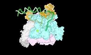 RNA polymerase