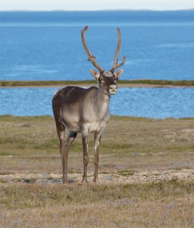 Molnar Caribou