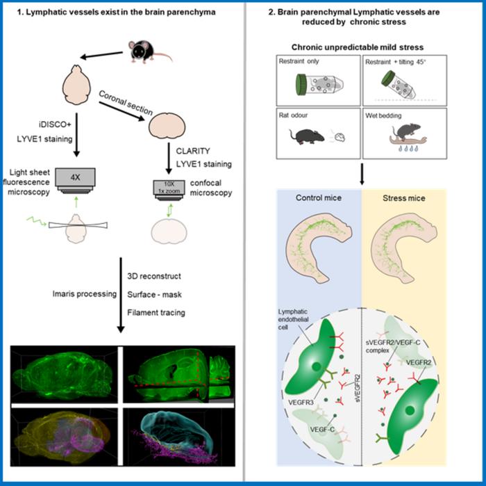 Fig. 5. Graphical illustration summarizing the entire study including the molecular mechanism underlying the regulation of brain lymphatic vessels by chronic stress.