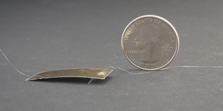 Roach-Inspired Robot Can't Be Squished