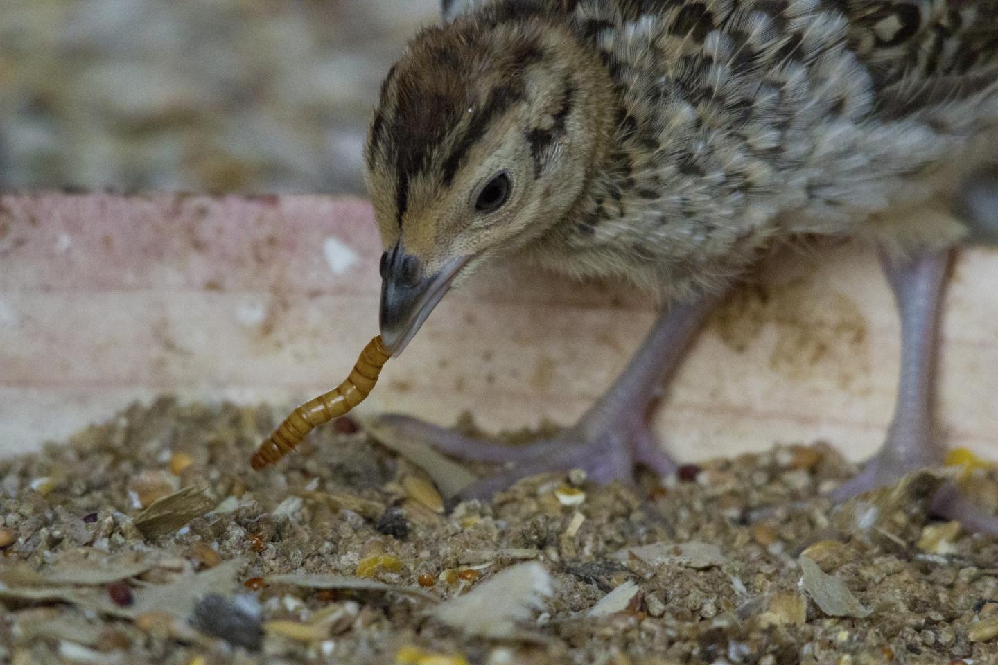 A Captive Pheasant Chick Eating a Mealworm