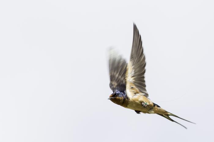 Barn swallows