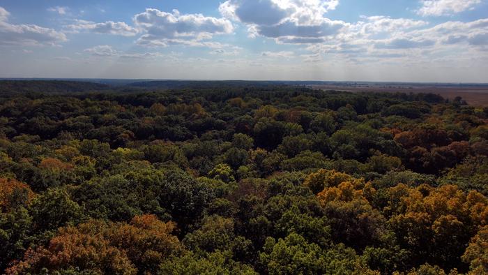 Natural canopy in Martel Forest, Indiana