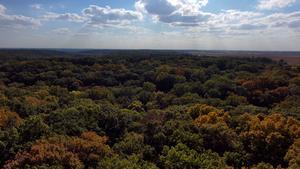 Natural canopy in Martel Forest, Indiana