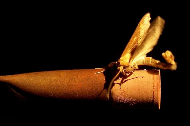 Corn borer moth courts a rubber septum