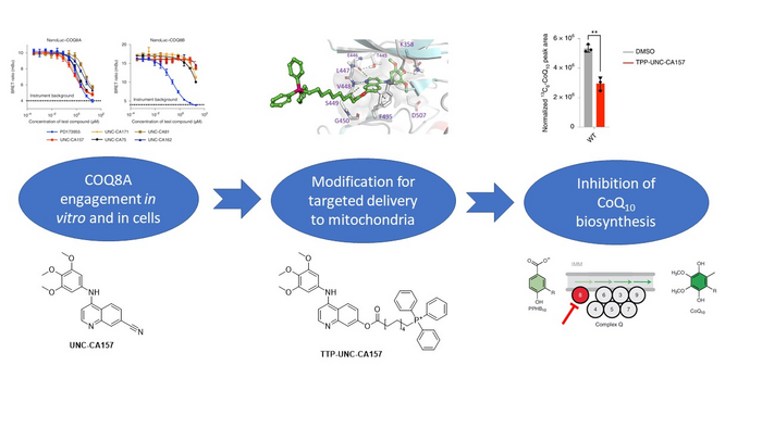 Discovery cascade to identify and validate TPP-UNC-CA157