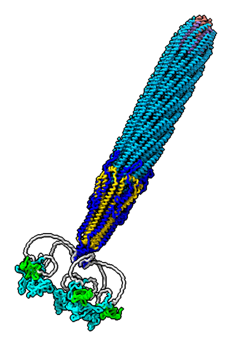 First image of filamentous phage structure