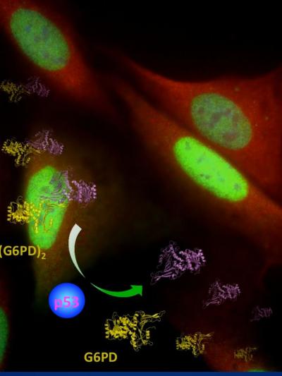 New Role for Cancer Protein p53