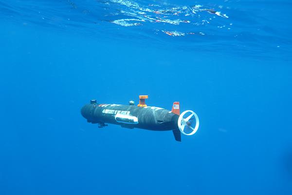 Why Are Adelie Penguins Declining?