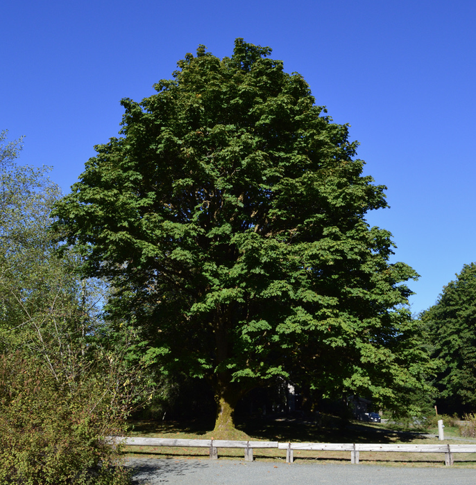 Healthy bigleaf maple