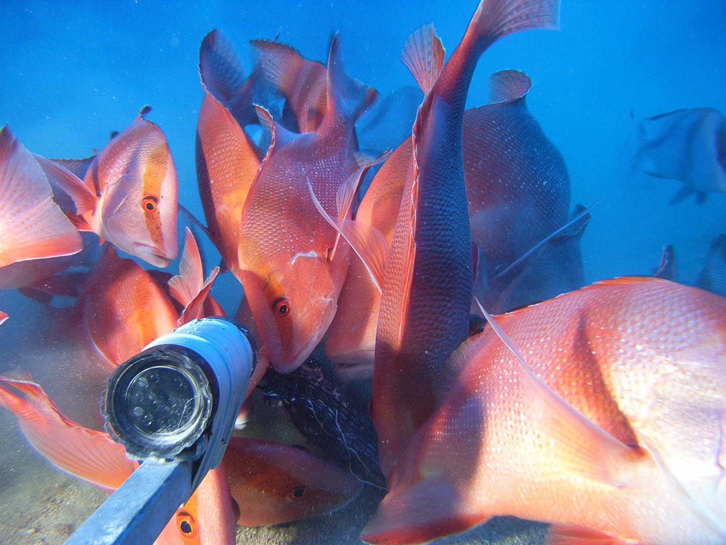 Red emperor fishes crowd a bait bag and underwater video cameras.