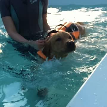 Canine Hydrotherapy