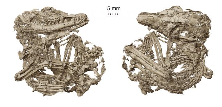 The Holotype of Origolestes lii in Ventral (Left) and Dorsal (Right) Views