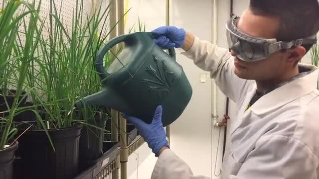 Rice Research