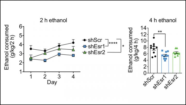 Estrogen's Role in The Sex Differences of Alcohol Abuse