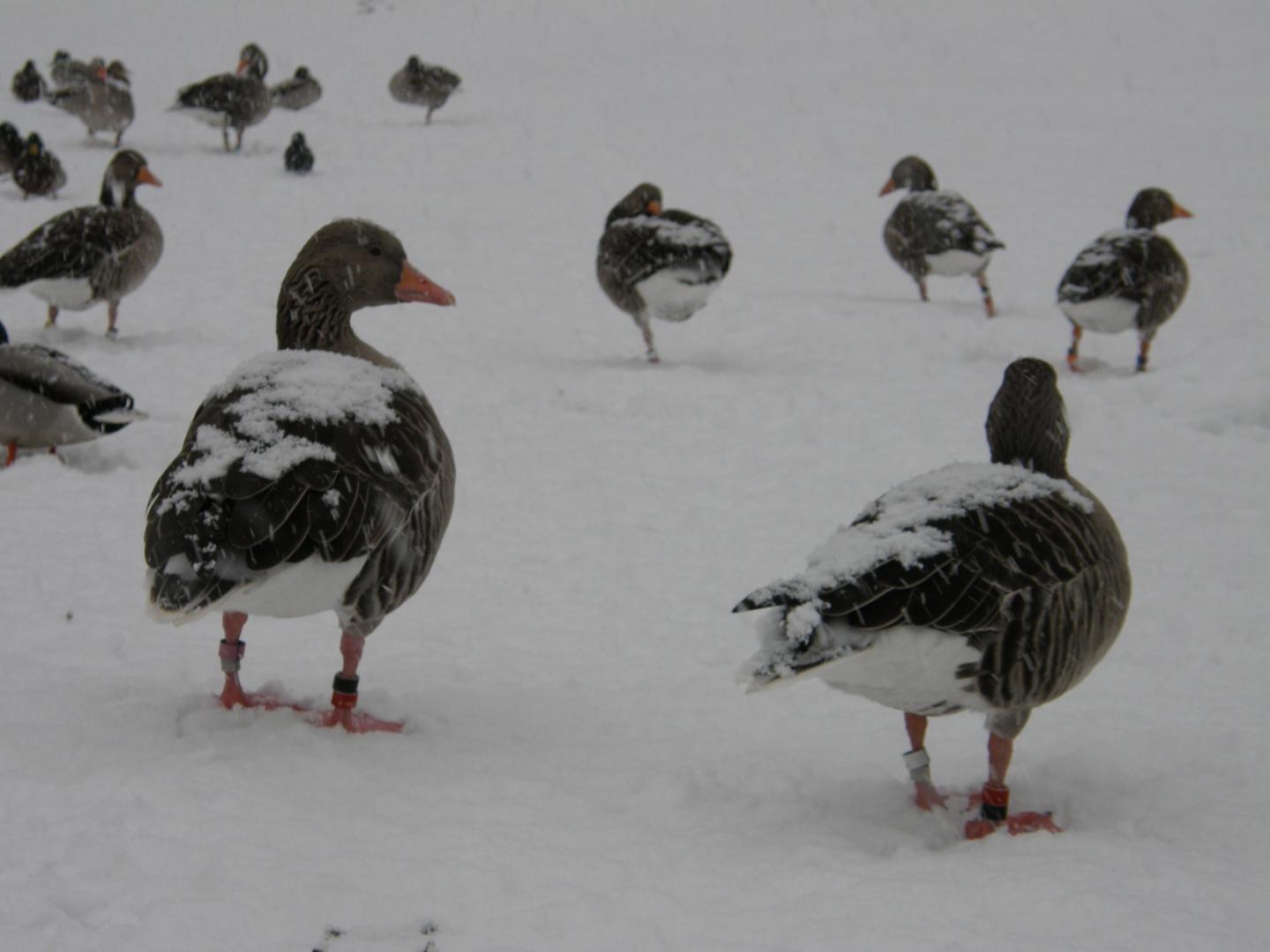 Greylag Geese
