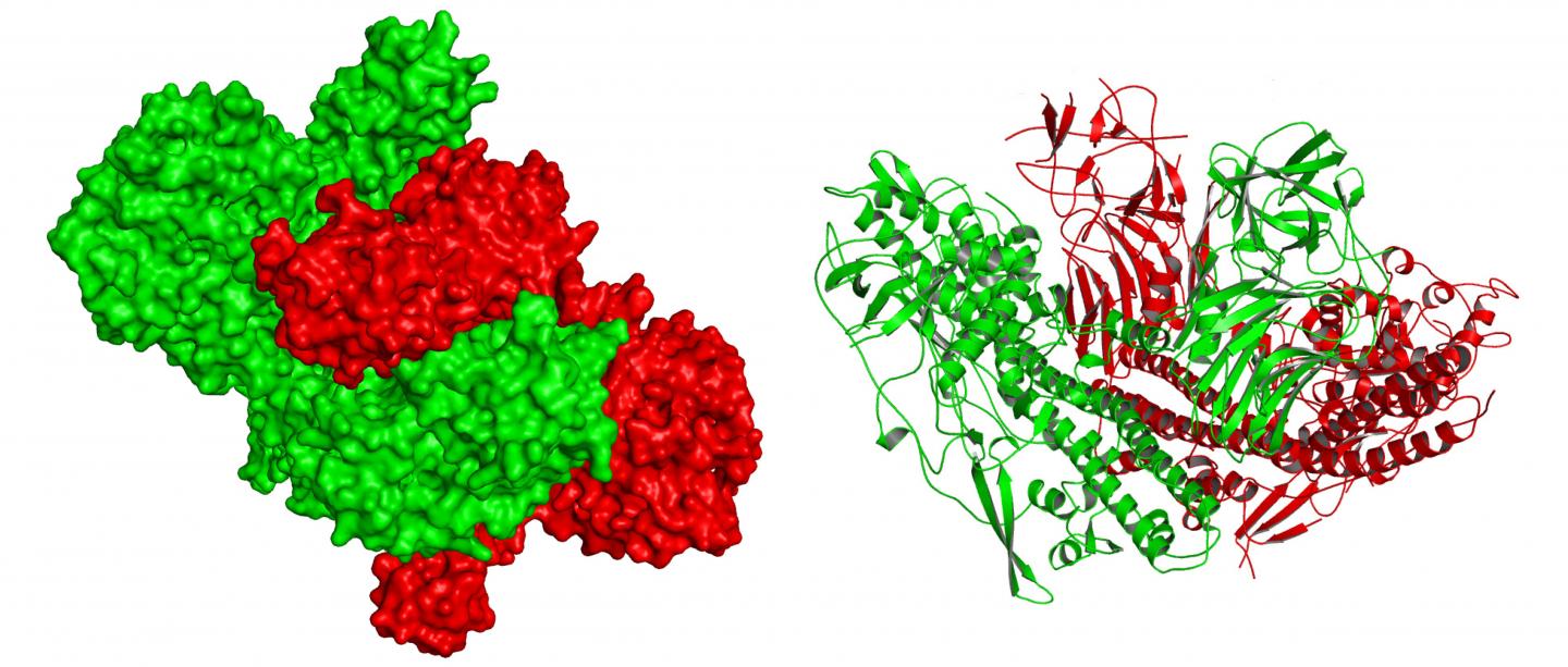 Botulinum Toxin Associated Protein Complex