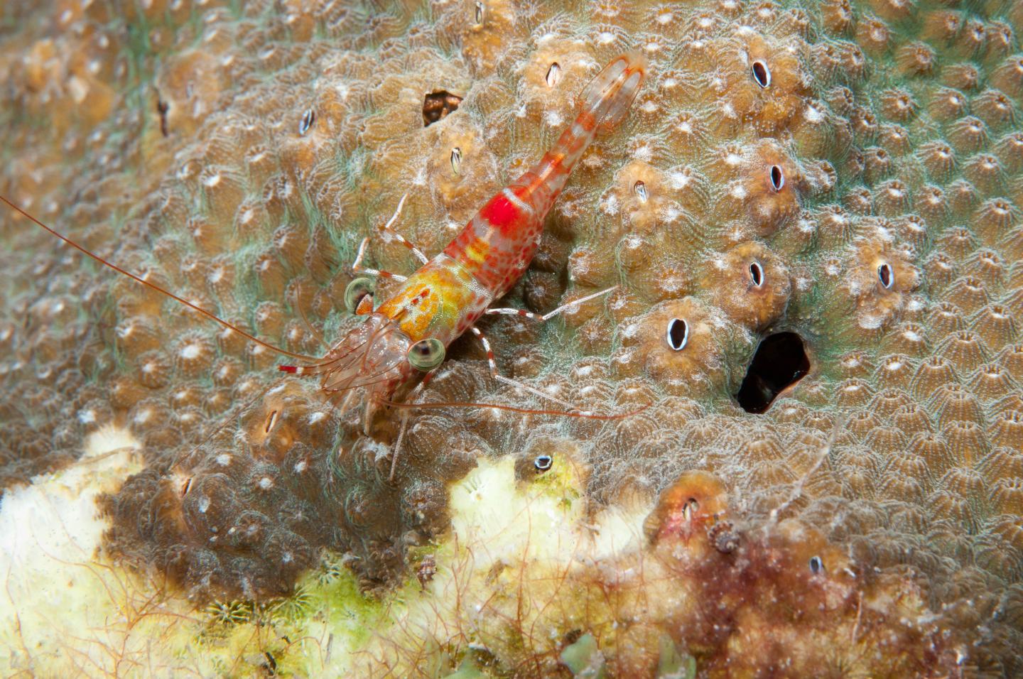 A Red Coral Shrimp Walks across Orbicella Franksi Coral
