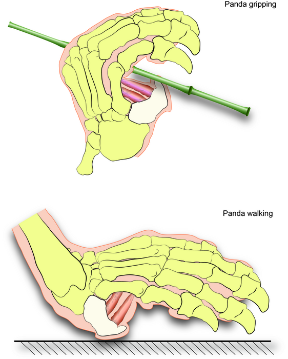 Image3_Panda-gripping-vs-walking