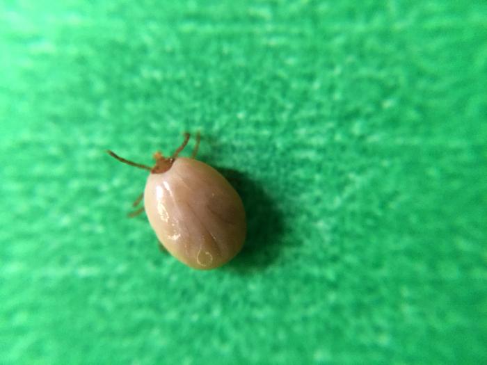 engorged tick