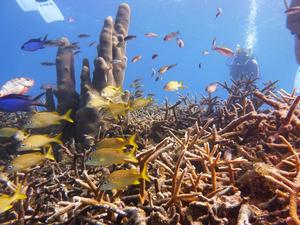 Half of Atlantic reef-building corals at elevated risk of extinction due to climate change and other threats