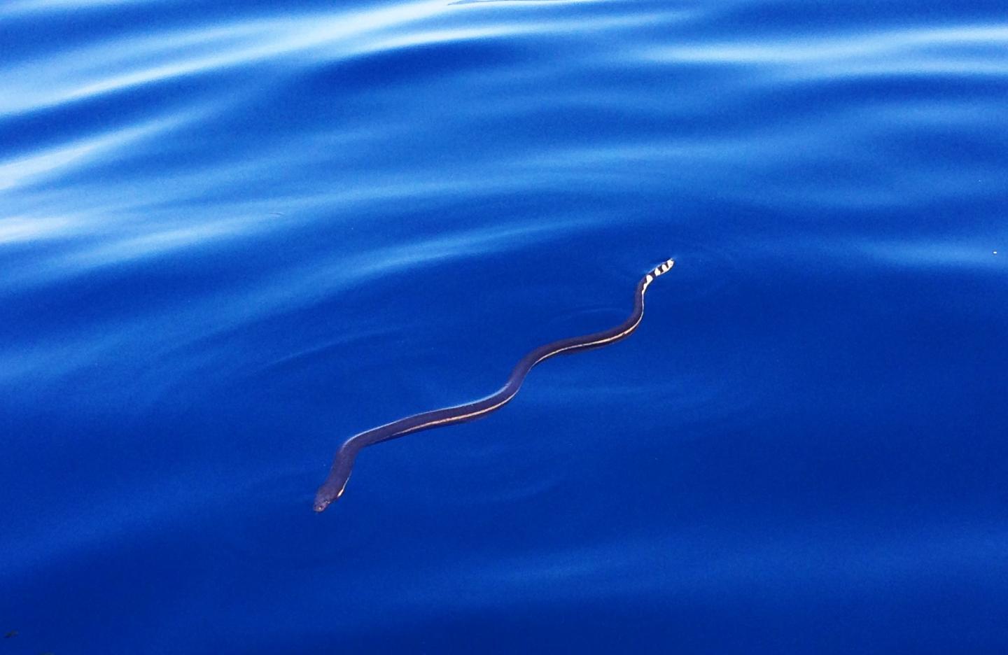 Why are There No sea Snakes in the Atlantic?