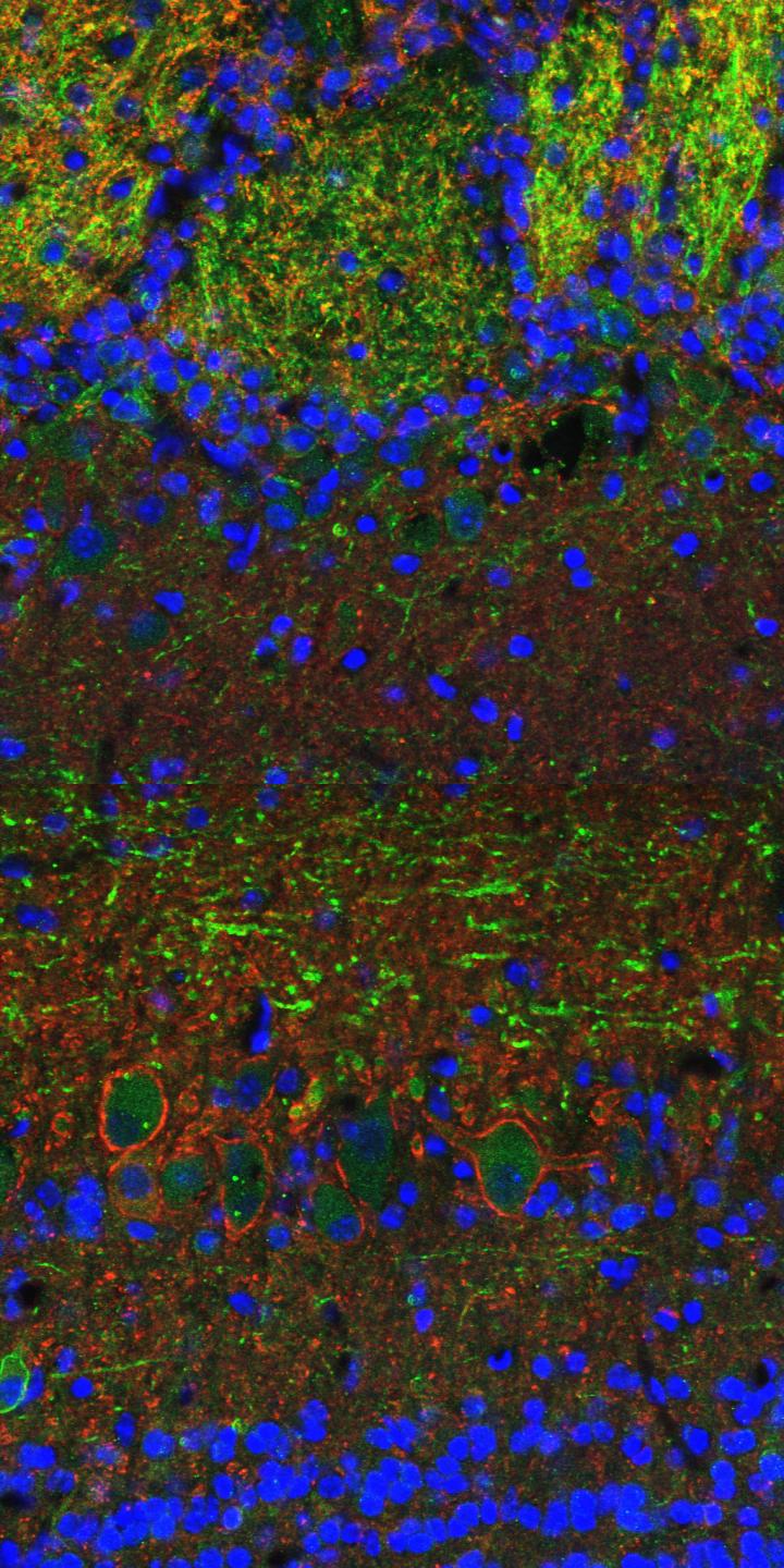 A Bulbus Olfactorius not Expressing Kcc2