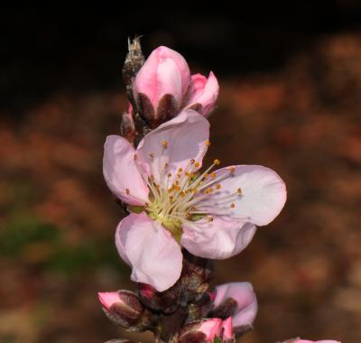 Peach Blossom