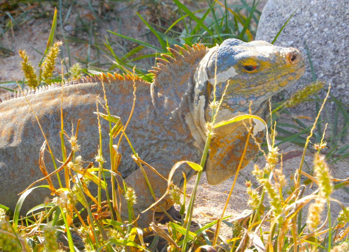 A San Salvador rock iguana