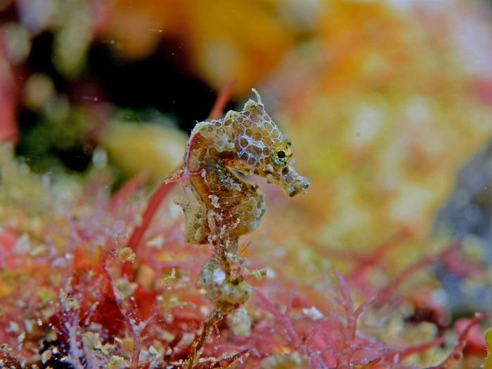 <em>Hippocampus japapigu</em> (2 of 2)