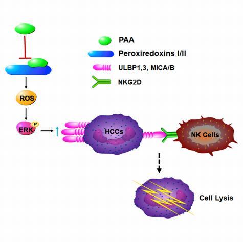 Discovery May Lead to Natural Ent-kaurane Diterpenoid for NK-based Tumor Immunotherapy