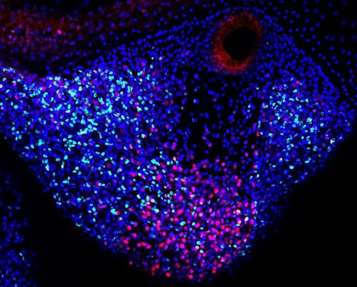 Two stem-like cell populations in the regenerating tentacle