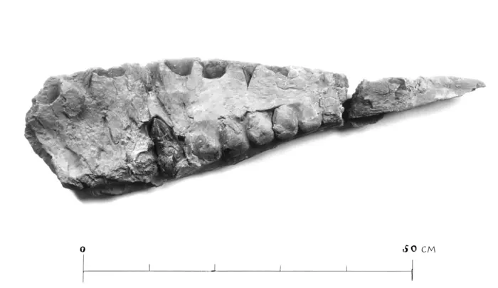 Photograph of the skull fragment of Tameryraptor markgrafi