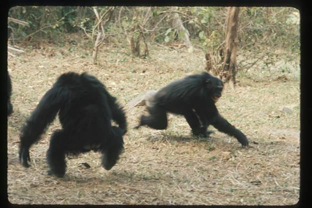 Chimp Aggression