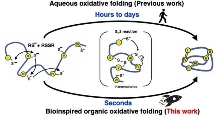 Peptide/microprotein folding