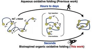 Peptide/microprotein folding