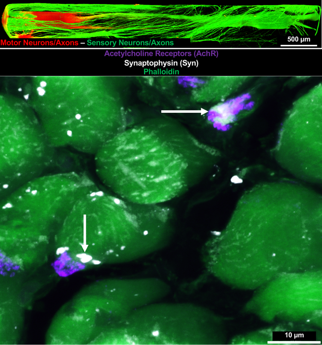 TE-NMI In Vitro and Muscle Reinnervation after Delayed Repair