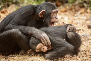 Friendly social behaviors are contagious for chimpanzees