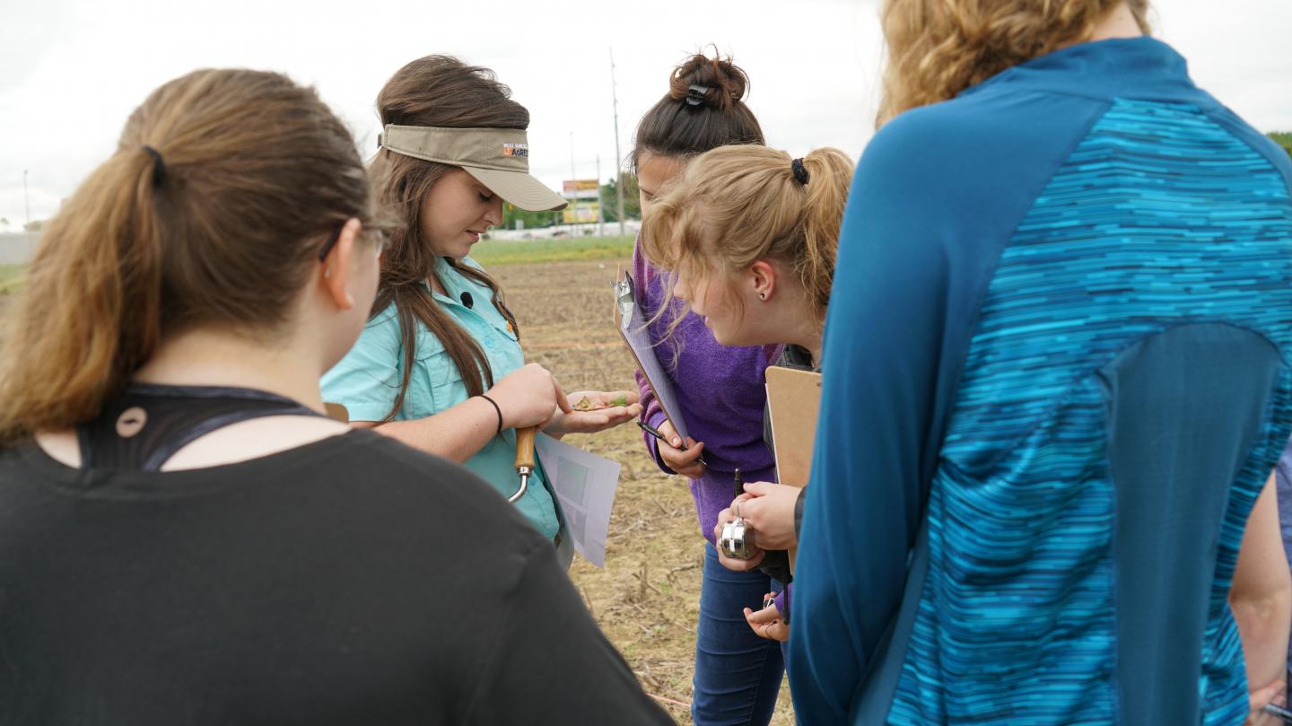 Interns Look at Cotton Seedlings