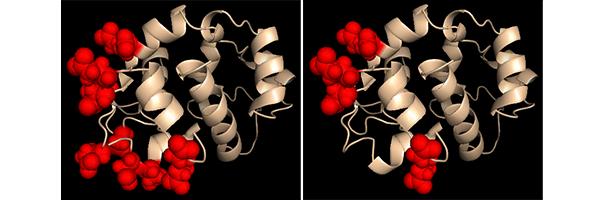 STIM Structure