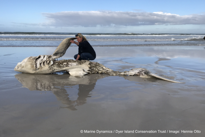 Lead author Alison Towner with the carcass of a Great White Shark, washed up on shore following an Orca attack. ©Marine Dynamics/ Dyer Island Conservation Trust. Image by Hennie Otto