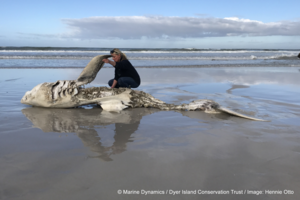 Lead author Alison Towner with the carcass of a Great White Shark, washed up on shore following an Orca attack. ©Marine Dynamics/ Dyer Island Conservation Trust. Image by Hennie Otto