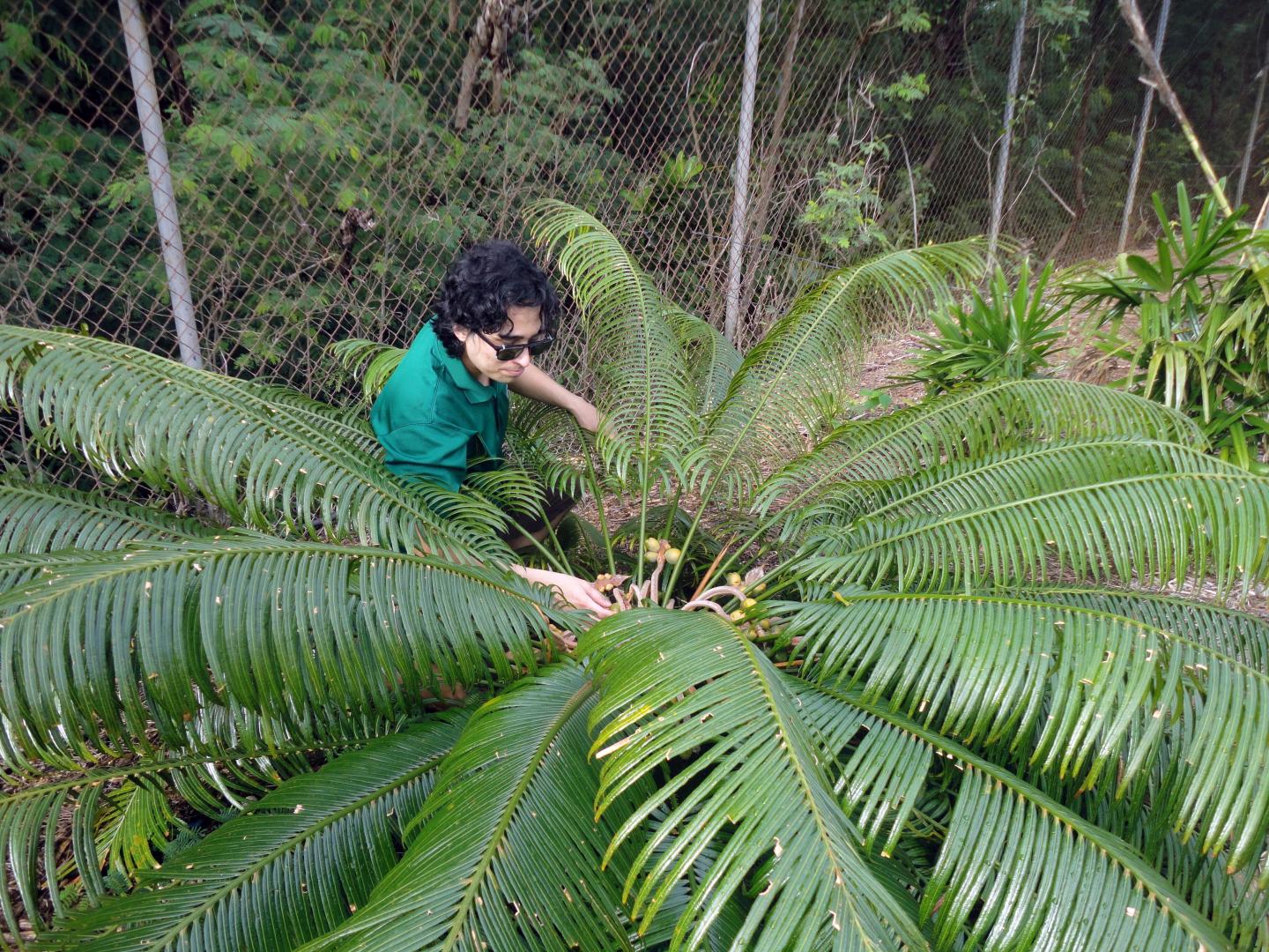 Ben Deloso with cycad