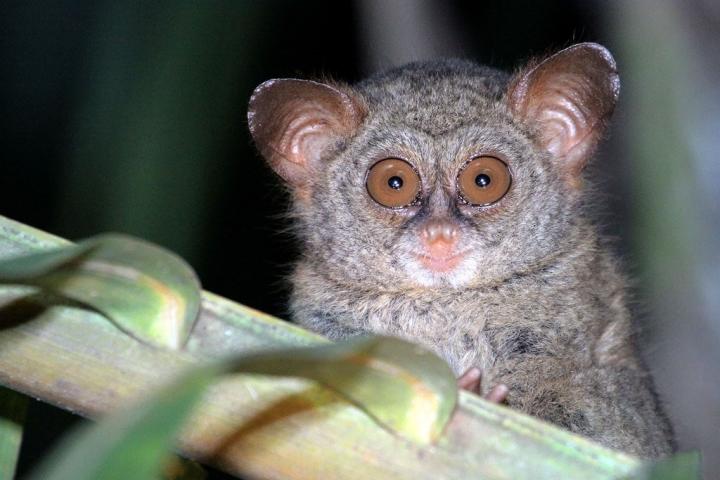Sangihe Tarsier