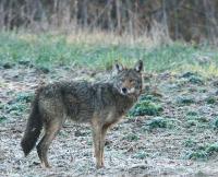Coyote (2 of 2)