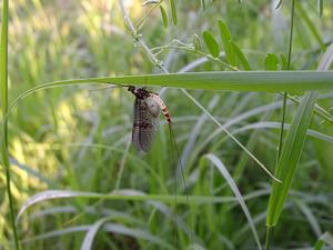 Invertebrates, such as this mayfly are important indicators for monitoring water quality