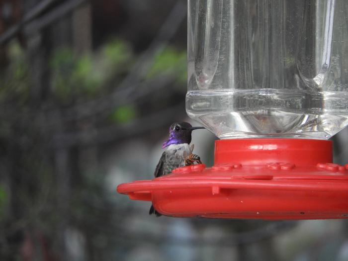 hummingbird and bee sharing