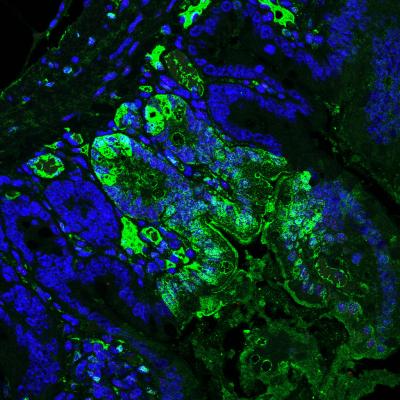 Intestine of Chimeric Mice