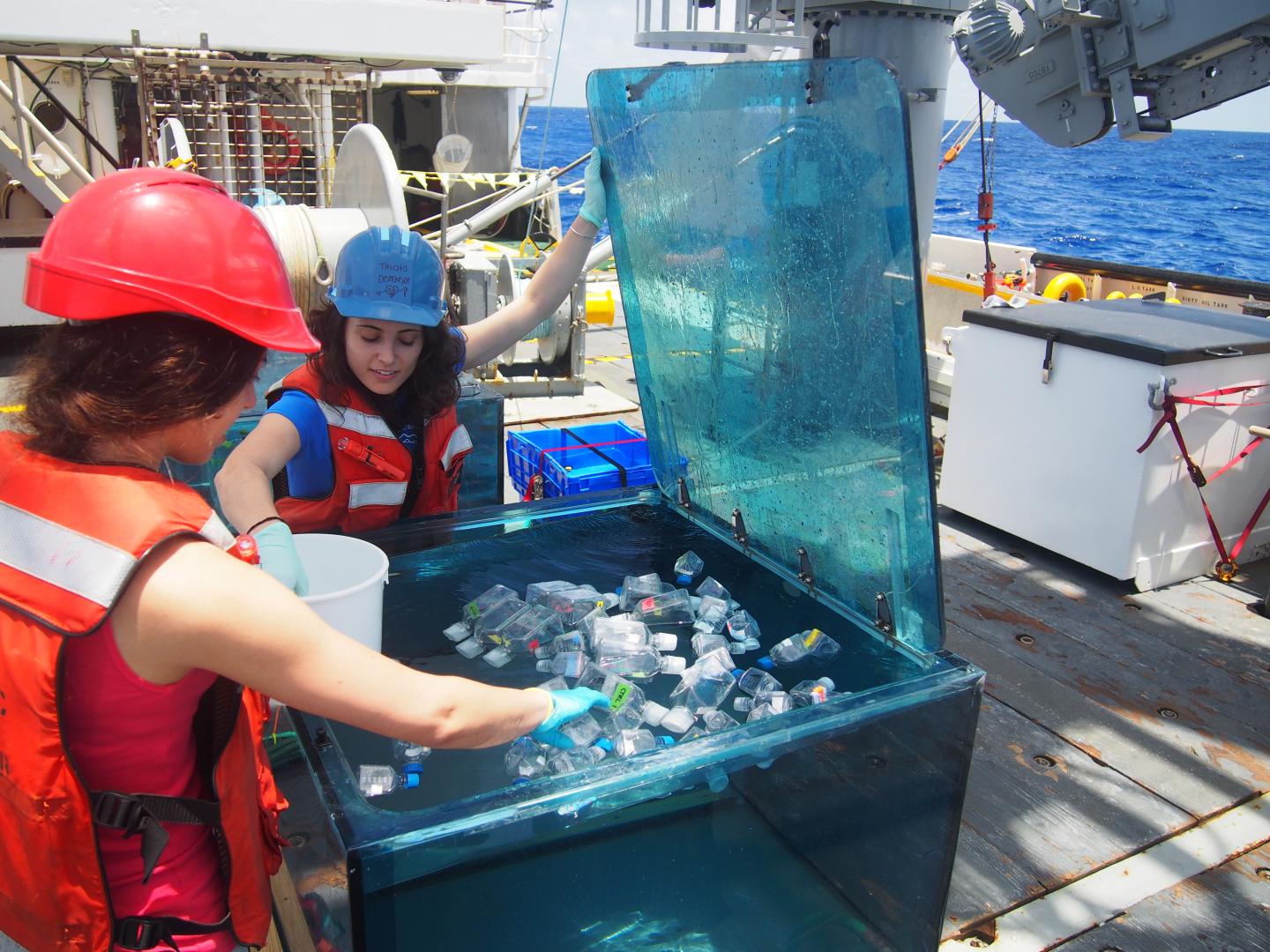 <I>Trichodesmium</I>