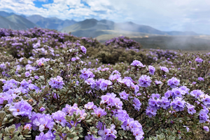 Rhododendrons